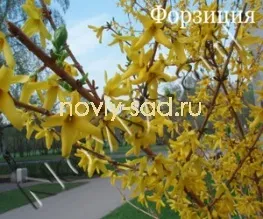 декоративні чагарники