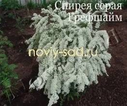 декоративні чагарники