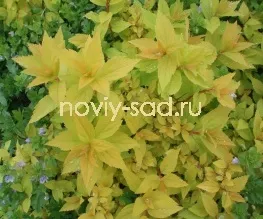декоративні чагарники