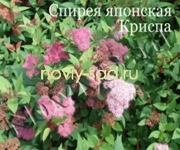 декоративні чагарники