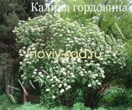 декоративні чагарники