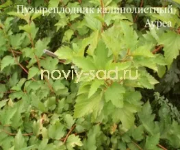 декоративні чагарники