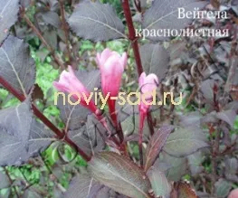 декоративні чагарники