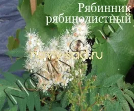 декоративні чагарники