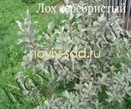 декоративні чагарники