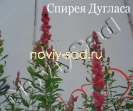 декоративні чагарники