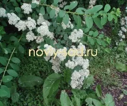 декоративні чагарники