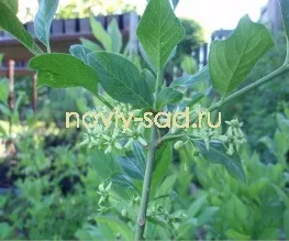 декоративні чагарники