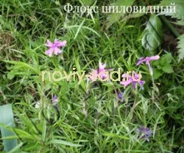 декоративні чагарники