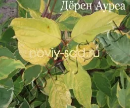 декоративні чагарники