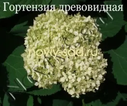 декоративні чагарники