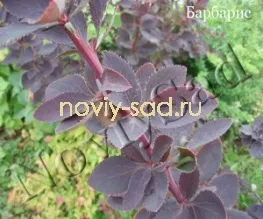 декоративні чагарники