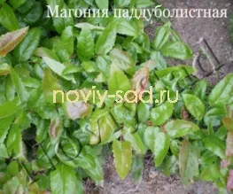 декоративні чагарники