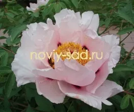 декоративні чагарники