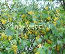 декоративні чагарники