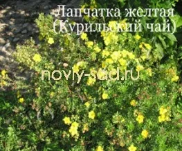 декоративні чагарники
