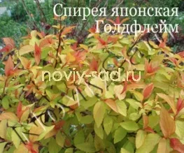 декоративні чагарники