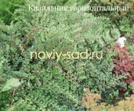 декоративні чагарники