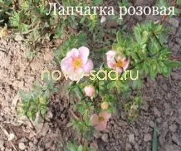 декоративні чагарники