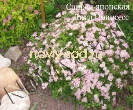 декоративні чагарники