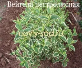 декоративні чагарники