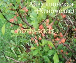 декоративні чагарники