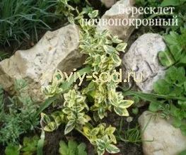 декоративні чагарники