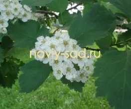 декоративні чагарники