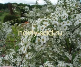 декоративні чагарники