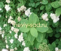 декоративні чагарники