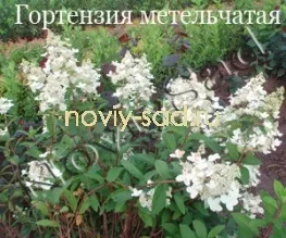 декоративні чагарники