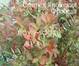 декоративні чагарники