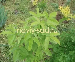 декоративні чагарники