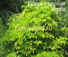 декоративні чагарники