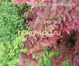 декоративні чагарники