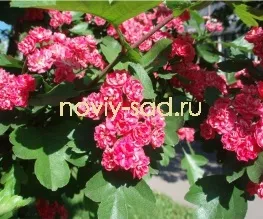 декоративні чагарники