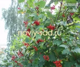 декоративні чагарники