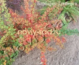 декоративні чагарники