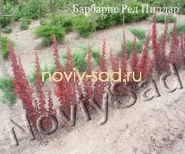 декоративні чагарники