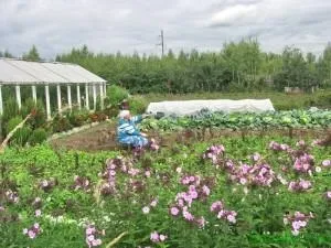 Дачні змови на зберігання врожаю і від злодіїв, sovetyli (злодіїв) Дачні змови на зберігання врожаю і від злодіїв, sovetyli