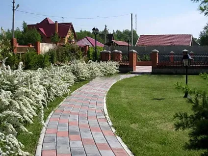 Декоративні чагарники для дачі з фото і назвами квітучі і просто красиві