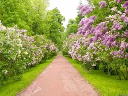 Декоративні чагарники для дачі з фото і назвами квітучі і просто красиві