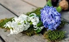 дерево айва