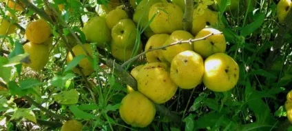 Дерево айва опис фрукта айва, листя, батьківщина, хвороби, кісточки, цвітіння чагарнику айви на (айва) Дерево айва опис фрукта айва, листя, батьківщина, хвороби, кісточки, цвітіння чагарнику айви на