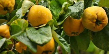 Дерево айва опис фрукта айва, листя, батьківщина, хвороби, кісточки, цвітіння чагарнику айви на (дерево) Дерево айва опис фрукта айва, листя, батьківщина, хвороби, кісточки, цвітіння чагарнику айви на