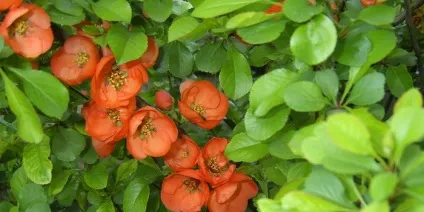 Дерево айва опис фрукта айва, листя, батьківщина, хвороби, кісточки, цвітіння чагарнику айви на (опис) Дерево айва опис фрукта айва, листя, батьківщина, хвороби, кісточки, цвітіння чагарнику айви на