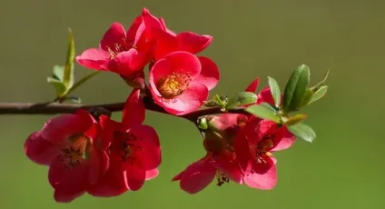 Дерево айва опис фрукта айва, листя, батьківщина, хвороби, кісточки, цвітіння чагарнику айви на (айва) Дерево айва опис фрукта айва, листя, батьківщина, хвороби, кісточки, цвітіння чагарнику айви на