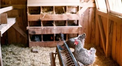 Робимо зручний курник для несучок своїми руками фото і відео рекомендації (несучок) Робимо зручний курник для несучок своїми руками фото і відео рекомендації