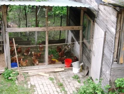 Робимо зручний курник для несучок своїми руками фото і відео рекомендації (своїми) Робимо зручний курник для несучок своїми руками фото і відео рекомендації
