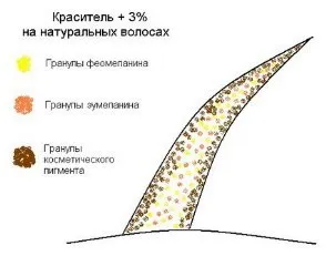Дія відсотка окислювача на процес фарбування (процес) Дія відсотка окислювача на процес фарбування